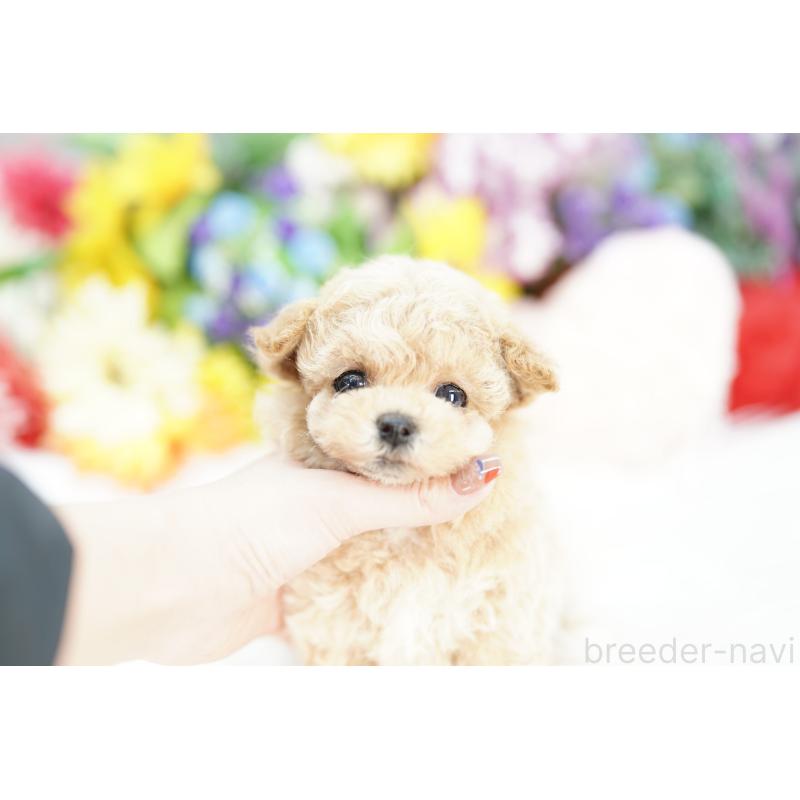 販売中の埼玉県のビションプー:ビションフリーゼ×トイプードル-424858の4枚目