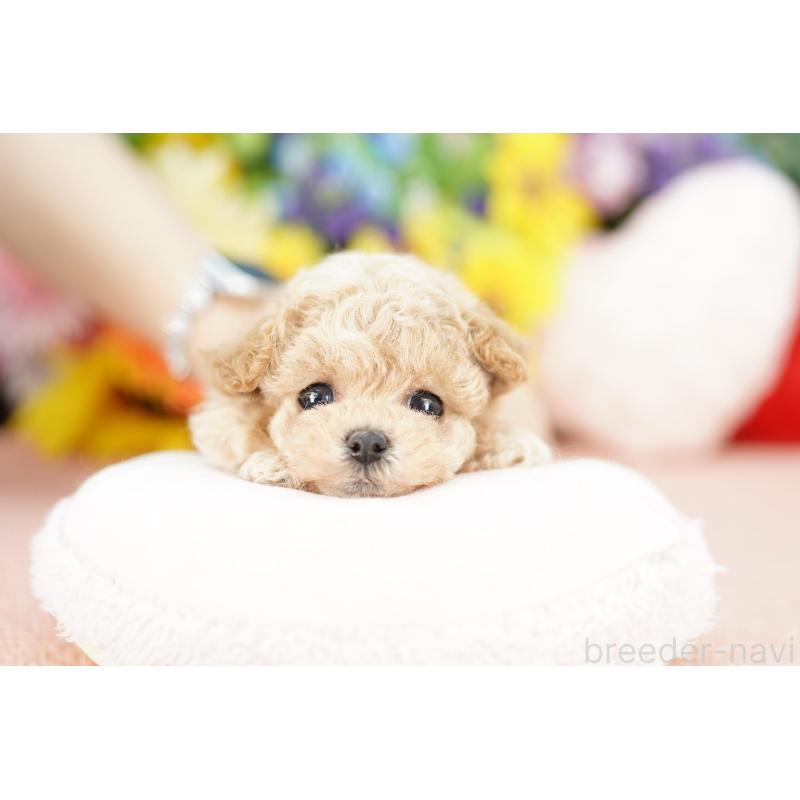 販売中の埼玉県のビションプー:ビションフリーゼ×トイプードル-424858の3枚目