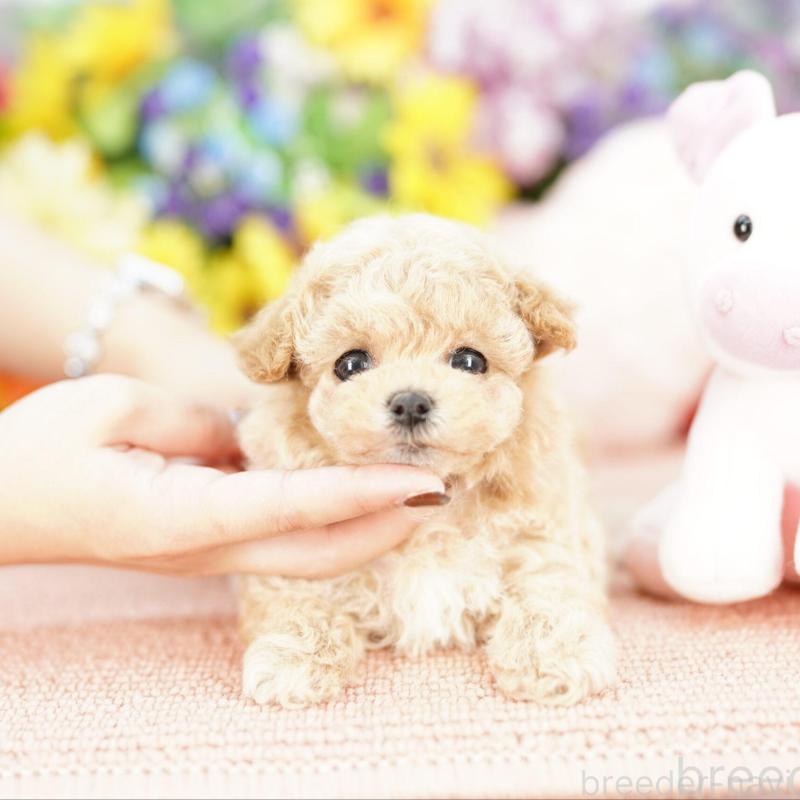 販売中の埼玉県のビションプー:ビションフリーゼ×トイプードル-424858の1枚目