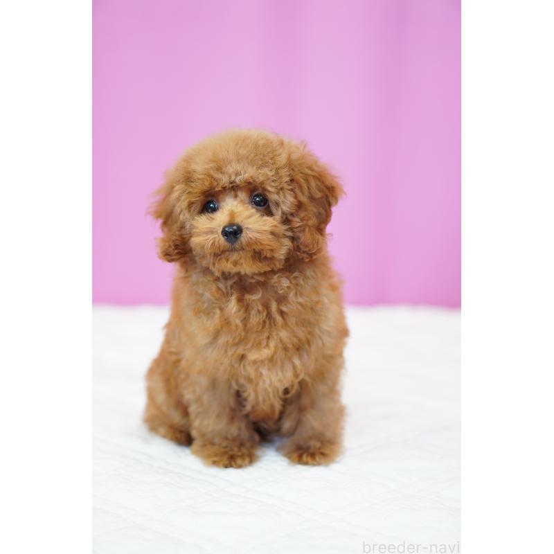 販売中の埼玉県のタイニープードル-413151の7枚目