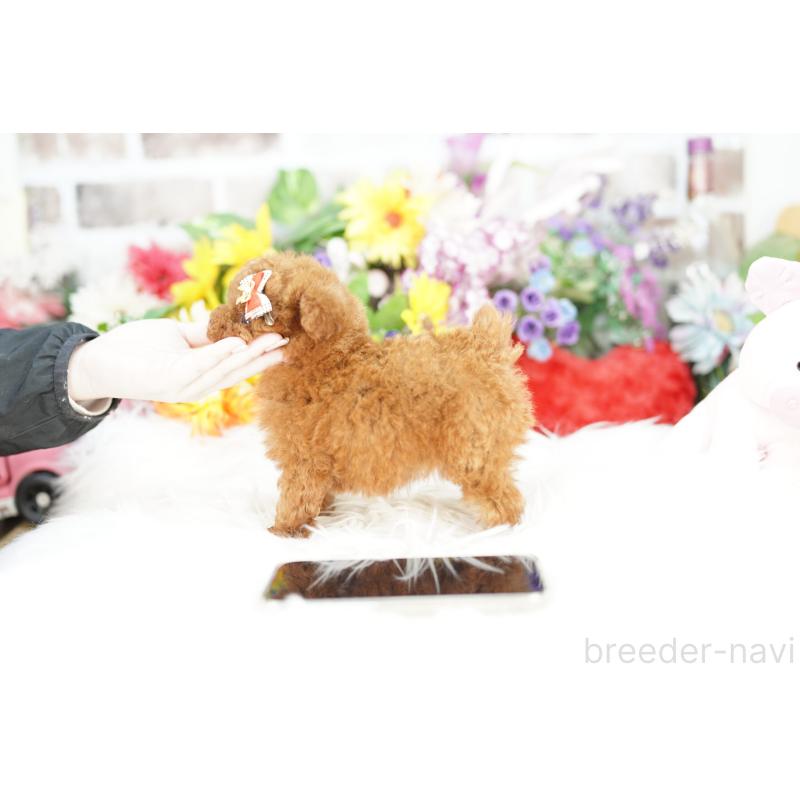 販売中の埼玉県のトイプードル-424860の3枚目