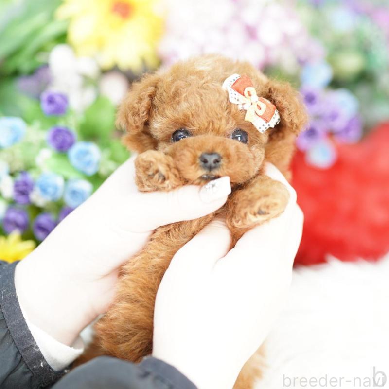 販売中の埼玉県のトイプードル-424860