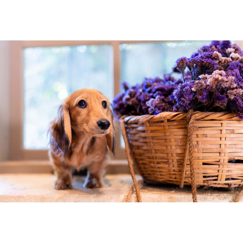 販売中の香川県のミニチュアダックスフンド(ロングヘアード)-424864の3枚目