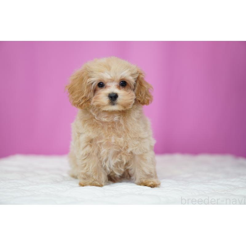 販売中の埼玉県のマルプー:マルチーズ×トイプードル-419109の3枚目