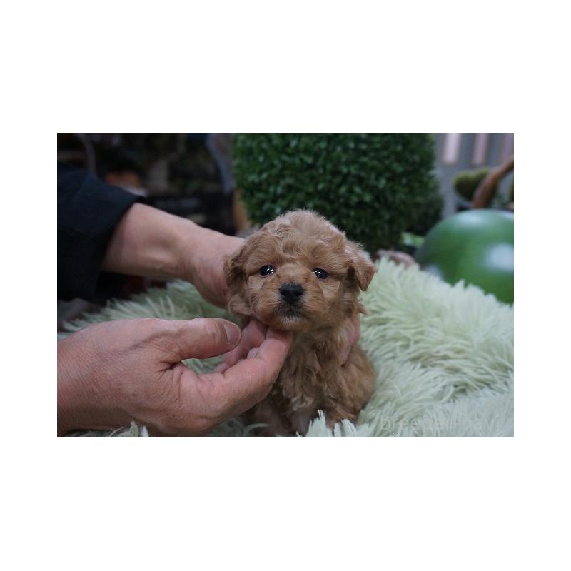 販売中の京都府のマルプー:マルチーズ×トイプードル-424861の4枚目