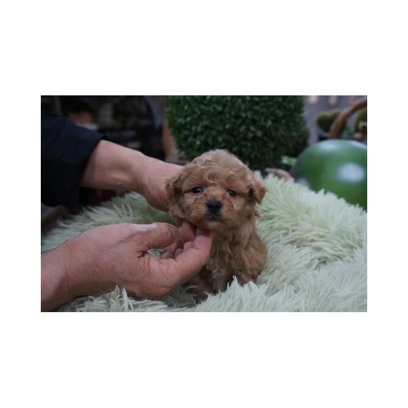 販売中の京都府のマルプー:マルチーズ×トイプードル-424861の5枚目