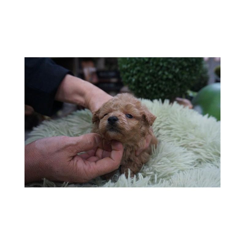 販売中の京都府のマルプー:マルチーズ×トイプードル-424861の3枚目