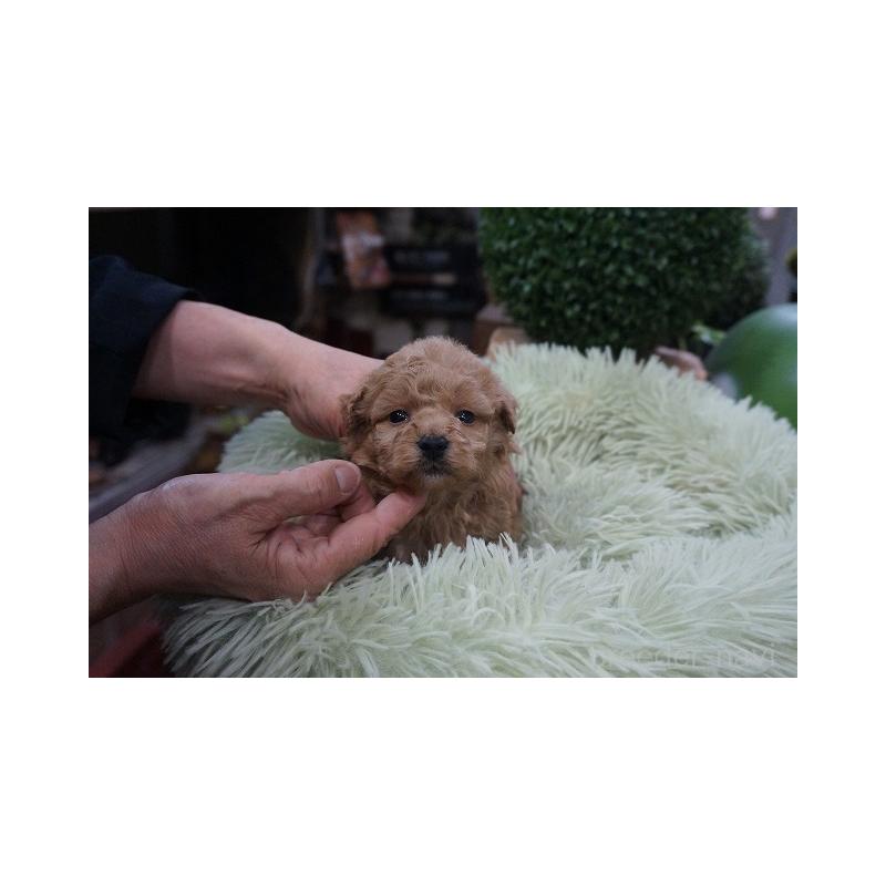 販売中の京都府のマルプー:マルチーズ×トイプードル-424861の2枚目