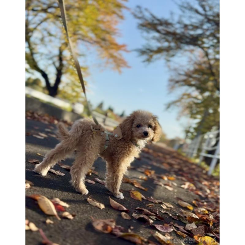 販売中の岩手県のタイニープードル-418601の2枚目