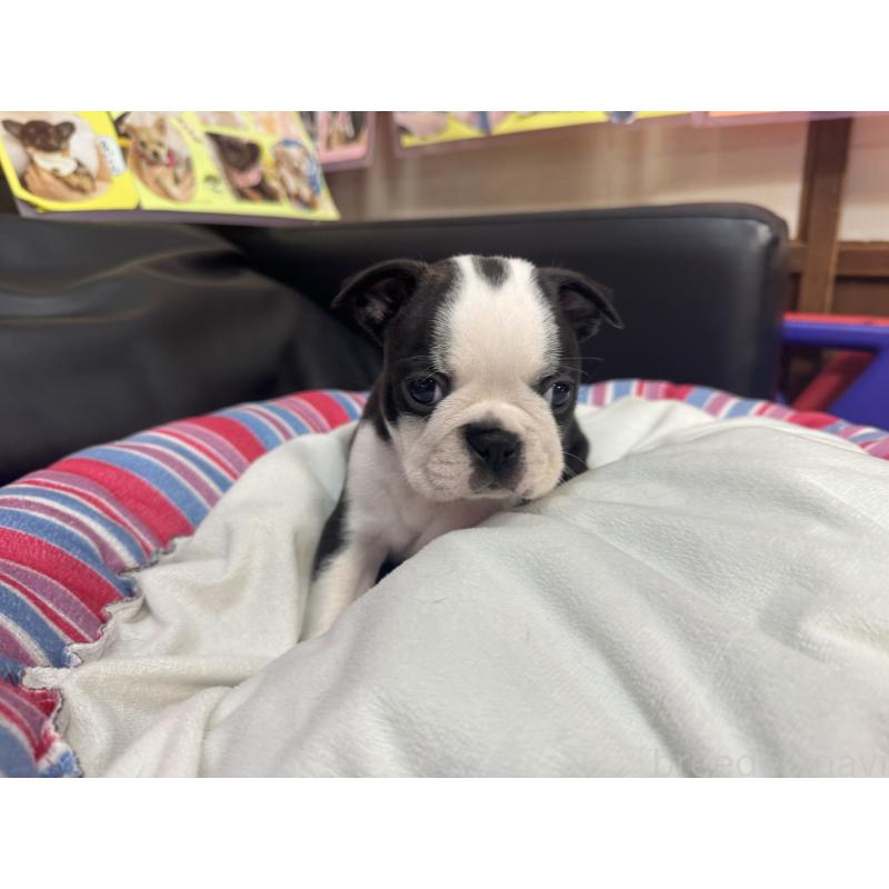 販売中の岐阜県のボストンテリア-417743の7枚目