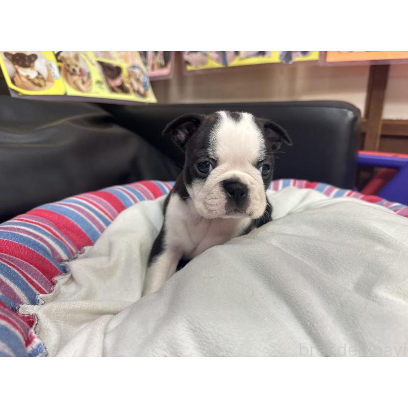 販売中の岐阜県のボストンテリア-417743の6枚目