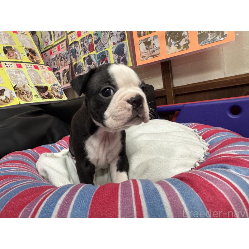 販売中の岐阜県のボストンテリア-417745の7枚目