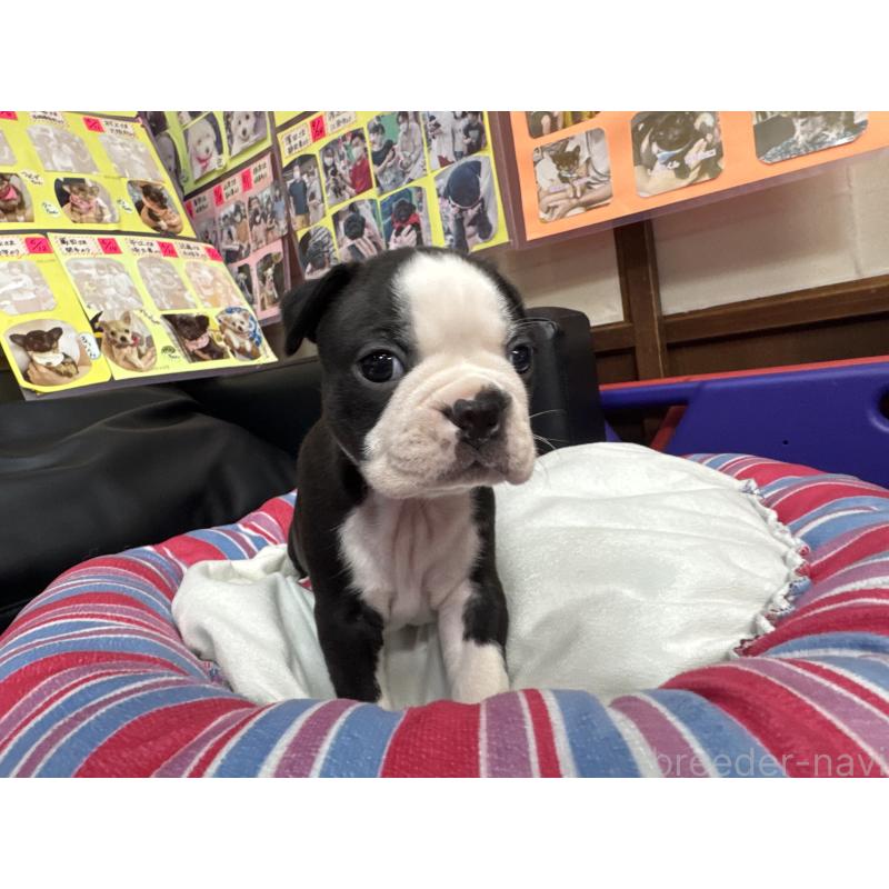 販売中の岐阜県のボストンテリア-417745の6枚目