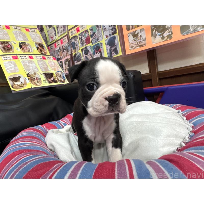 販売中の岐阜県のボストンテリア-417745の5枚目