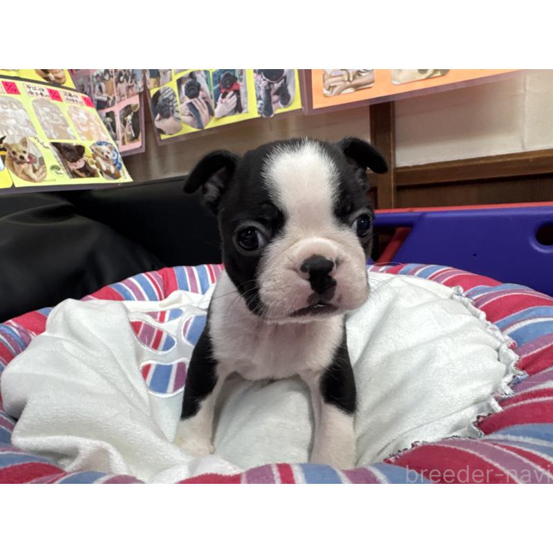 販売中の岐阜県のボストンテリア-417746の5枚目