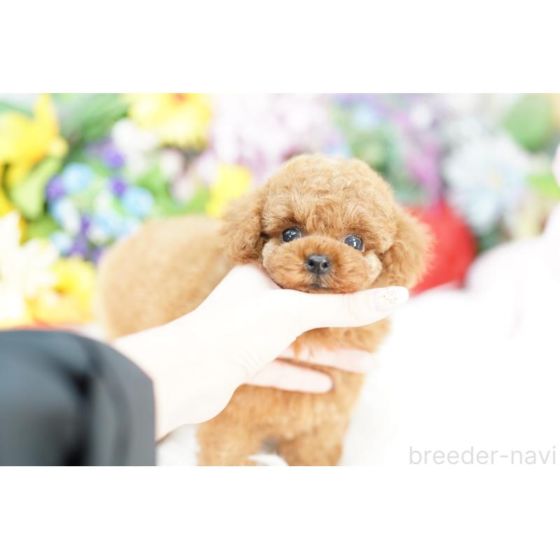 販売中の埼玉県のトイプードル-424865の4枚目