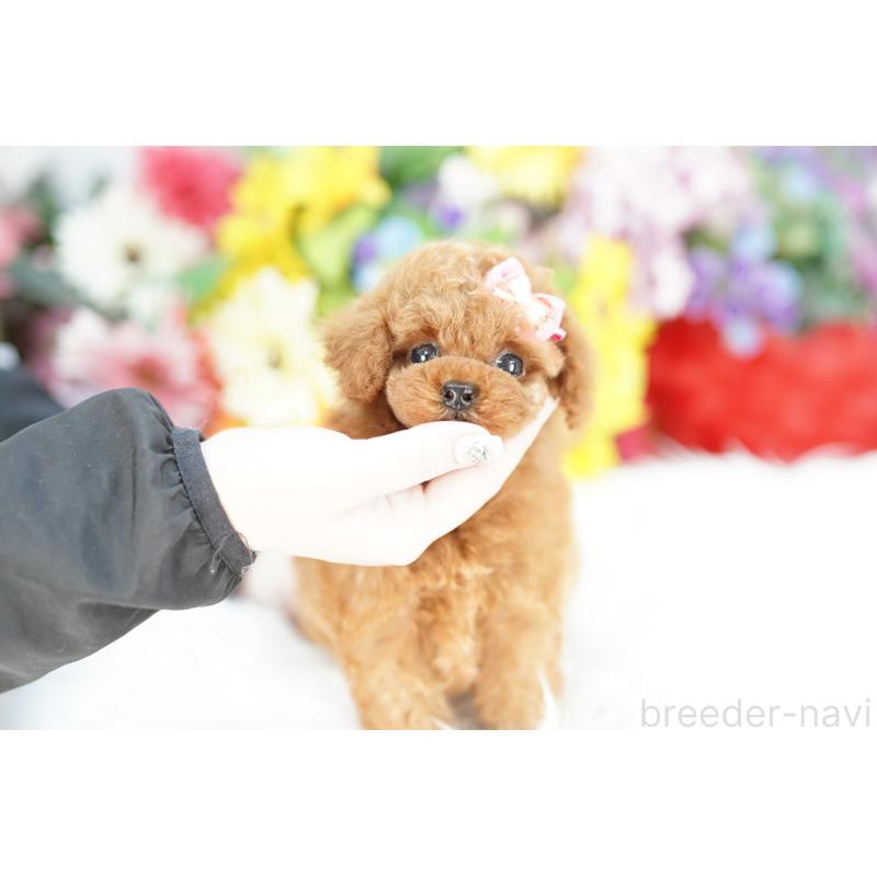 販売中の埼玉県のトイプードル-424865の3枚目