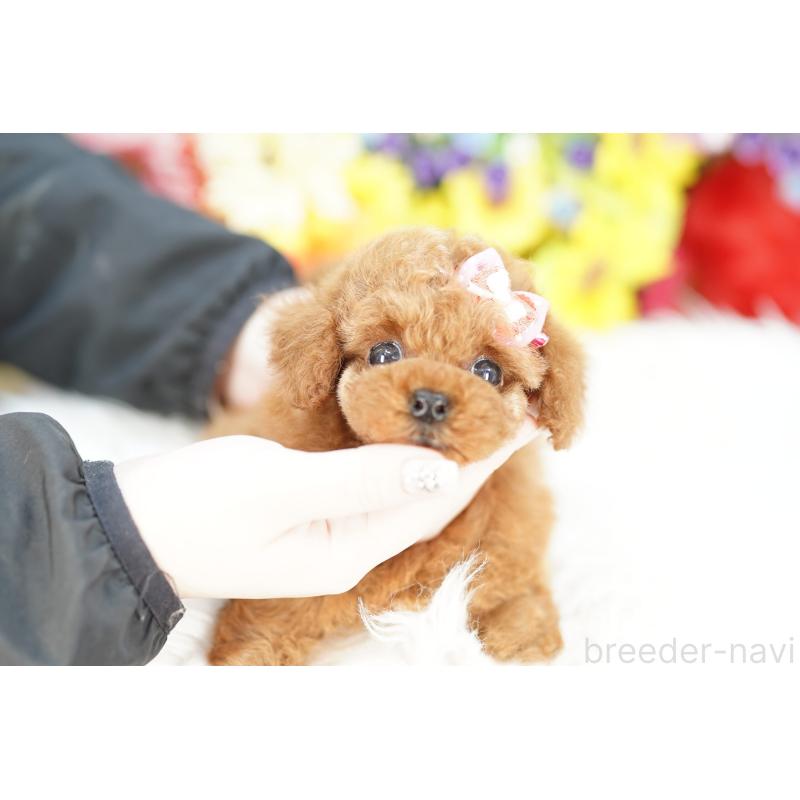 販売中の埼玉県のトイプードル-424865の2枚目