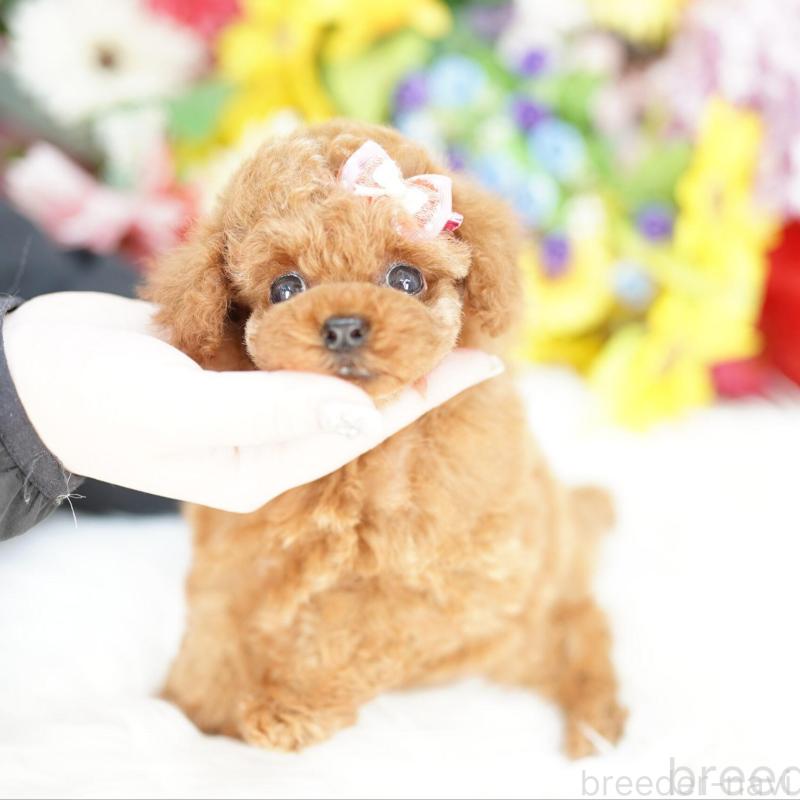 販売中の埼玉県のトイプードル-424865