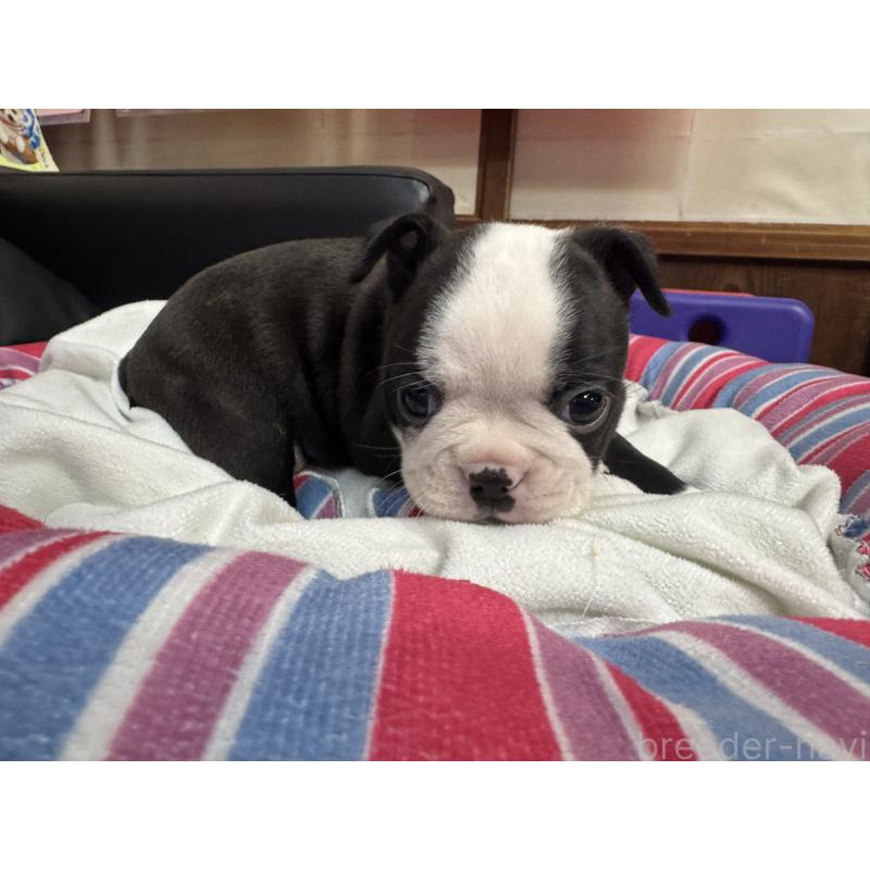 販売中の岐阜県のボストンテリア-417747の8枚目