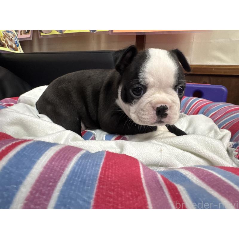 販売中の岐阜県のボストンテリア-417747の7枚目