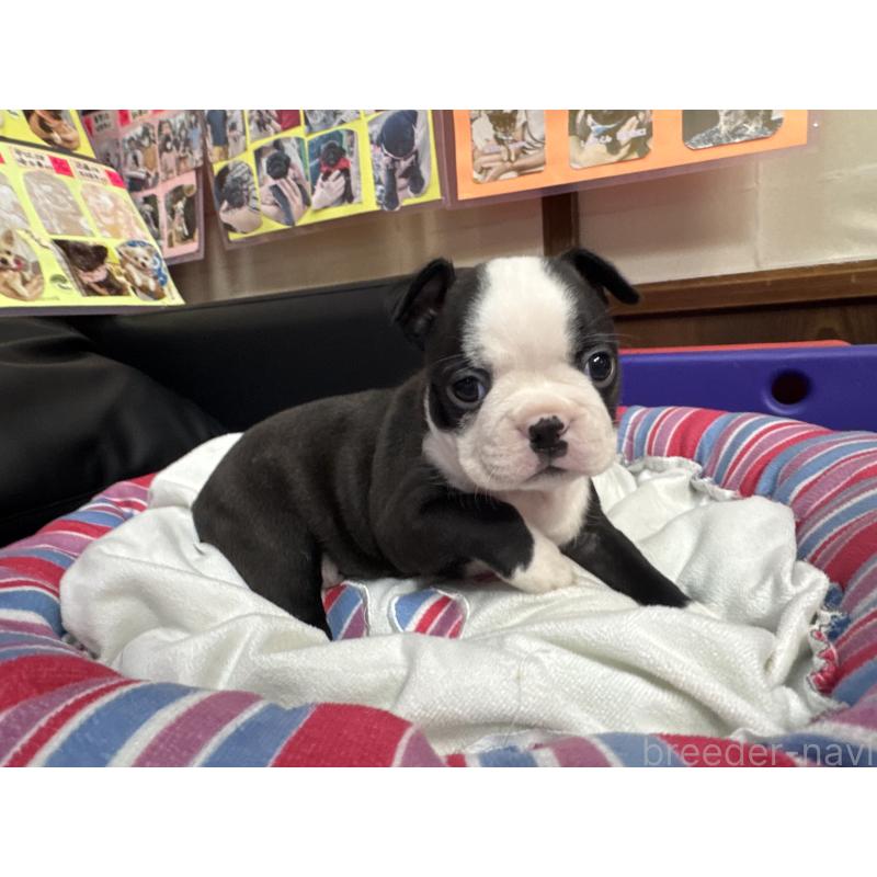 販売中の岐阜県のボストンテリア-417747の6枚目