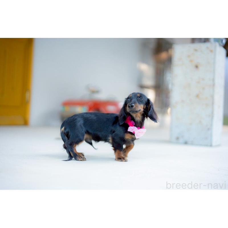 販売中の香川県のカニンヘンダックスフンド(ロングヘアード)-424866の3枚目