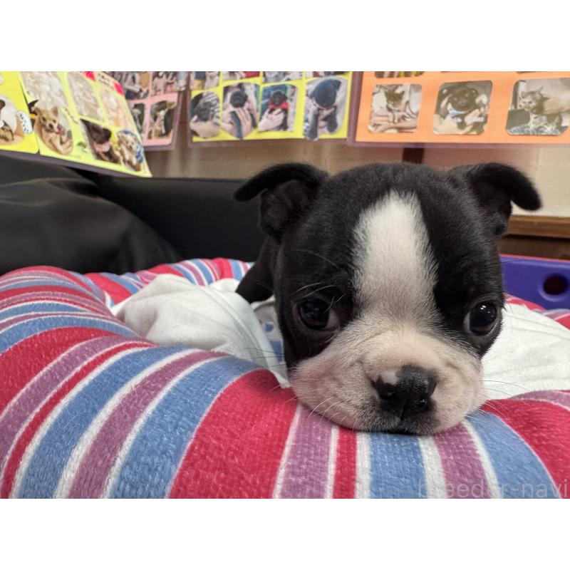 商談中の岐阜県のボストンテリア-417749の8枚目