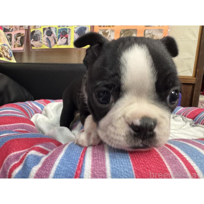 商談中の岐阜県のボストンテリア-417749の7枚目