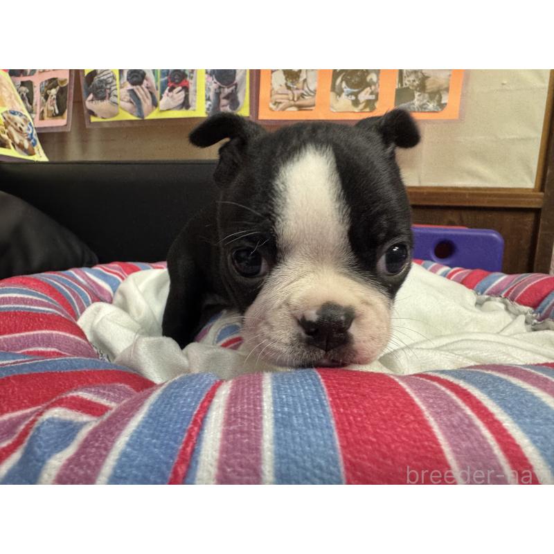 商談中の岐阜県のボストンテリア-417749の6枚目