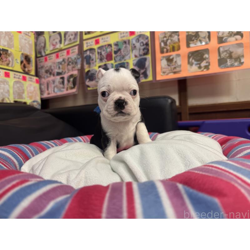 販売中の岐阜県のボストンテリア-417750の8枚目