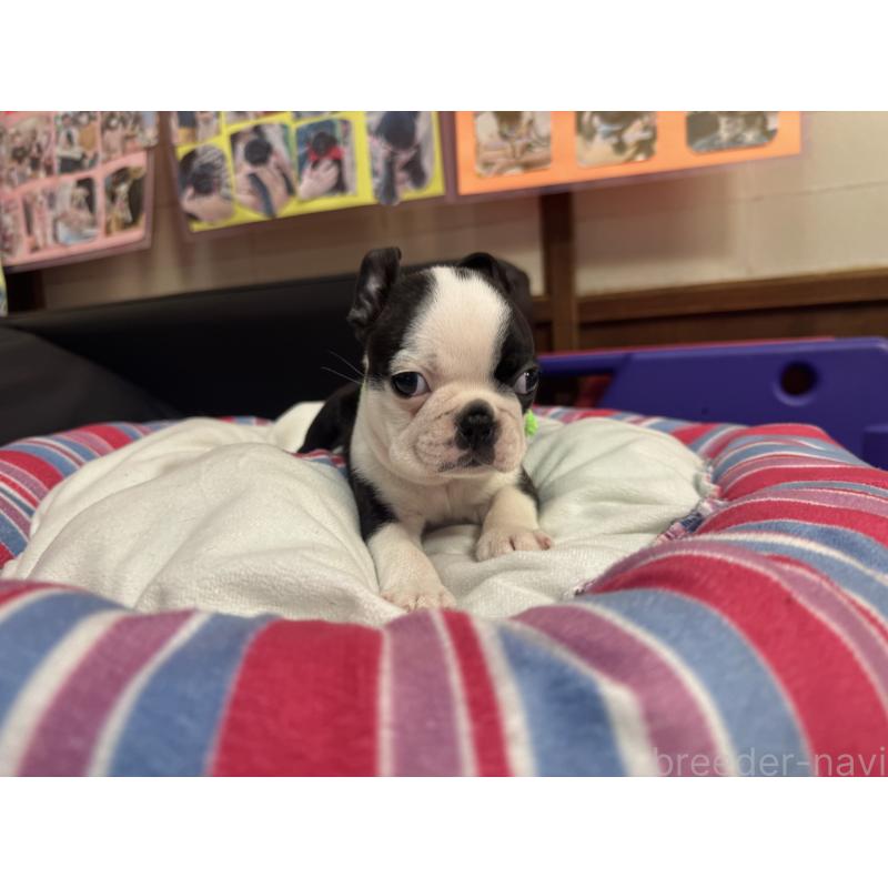 商談中の岐阜県のボストンテリア-420354の10枚目