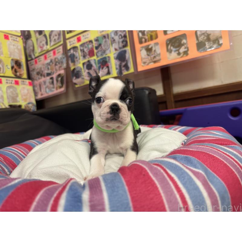 商談中の岐阜県のボストンテリア-420354の9枚目