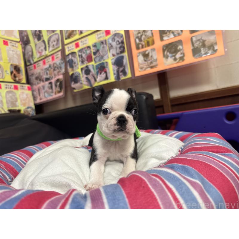 商談中の岐阜県のボストンテリア-420354の8枚目