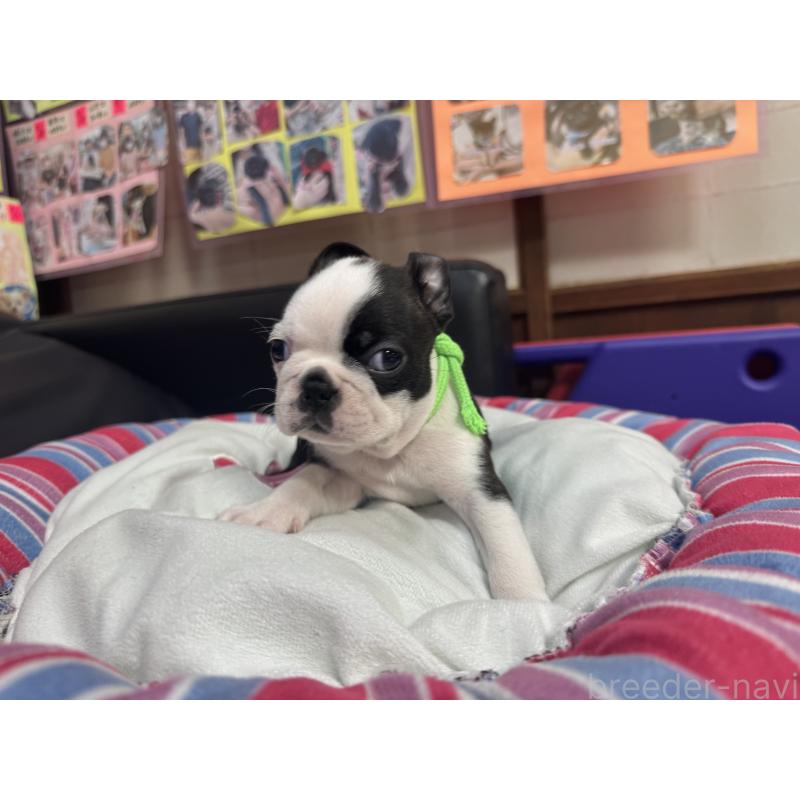 商談中の岐阜県のボストンテリア-420354の7枚目