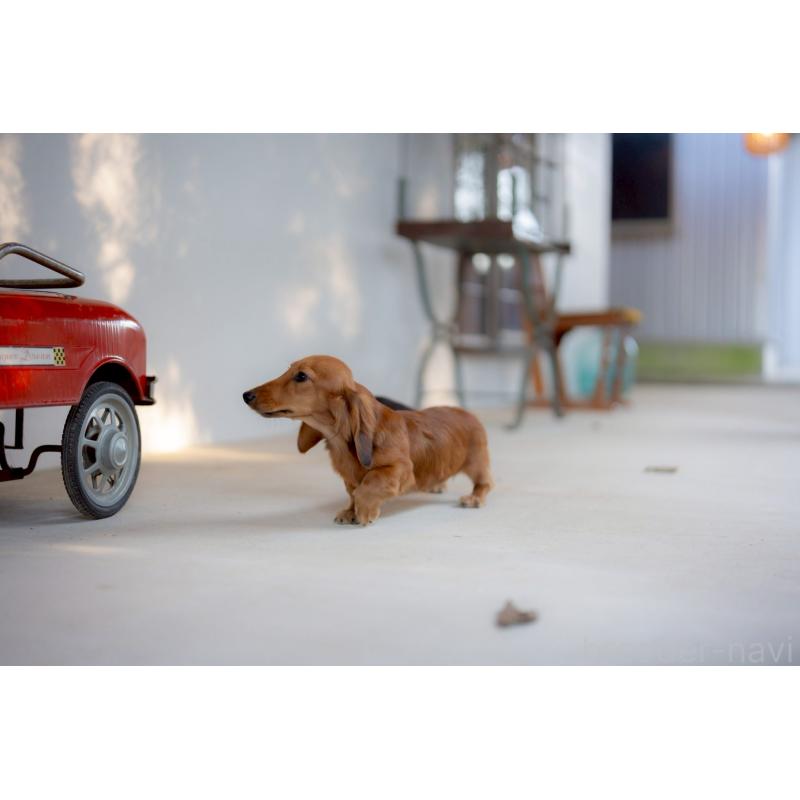 販売中の香川県のミニチュアダックスフンド(ロングヘアード)-424868の3枚目