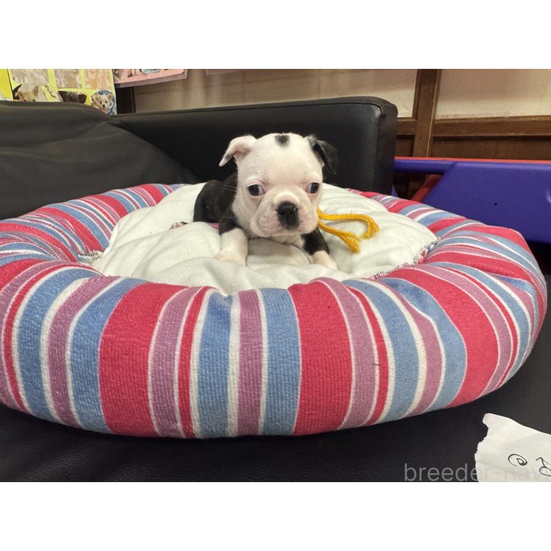 成約済の岐阜県のボストンテリア-420355の8枚目