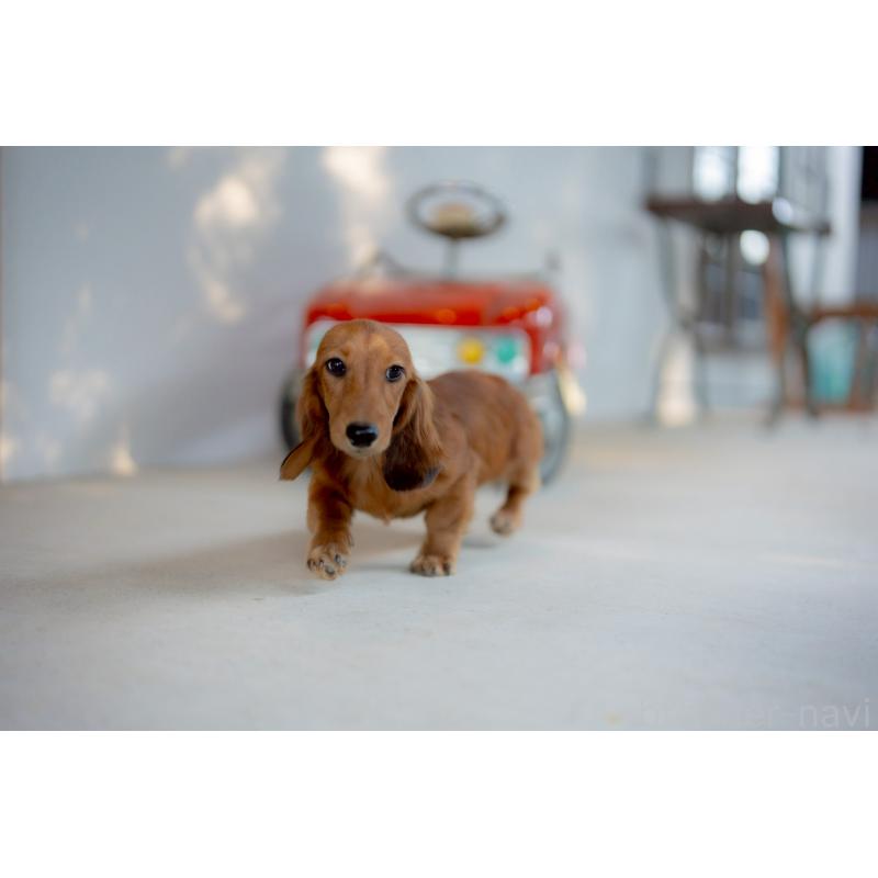 販売中の香川県のミニチュアダックスフンド(ロングヘアード)-424868の2枚目