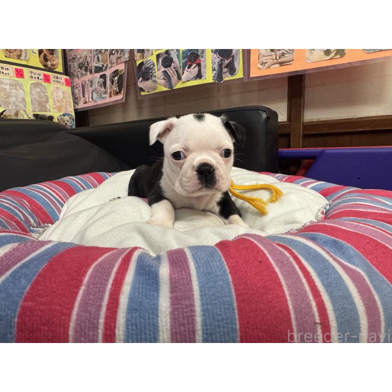 成約済の岐阜県のボストンテリア-420355の7枚目