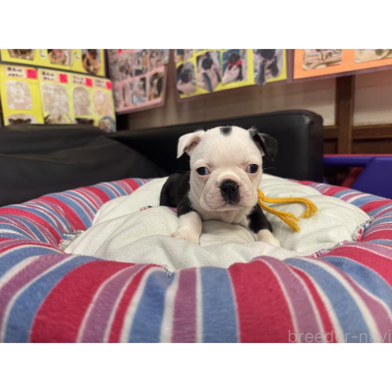 成約済の岐阜県のボストンテリア-420355の6枚目