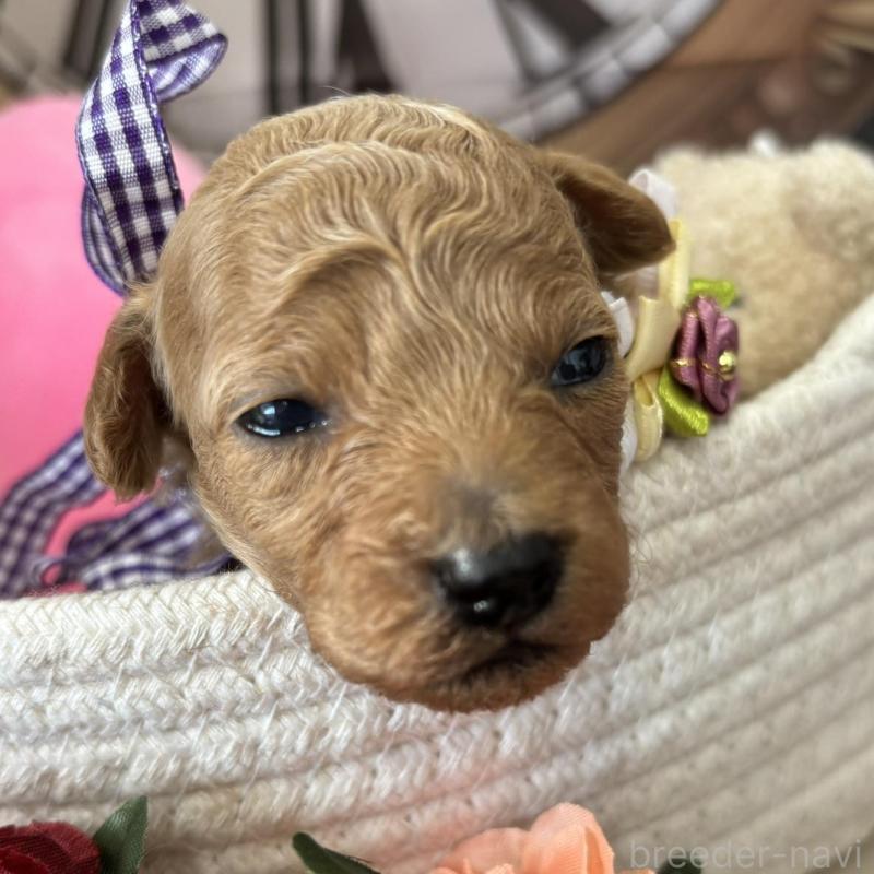 販売中の栃木県のトイプードル-424869の7枚目