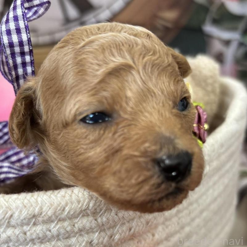 販売中の栃木県のトイプードル-424869の6枚目