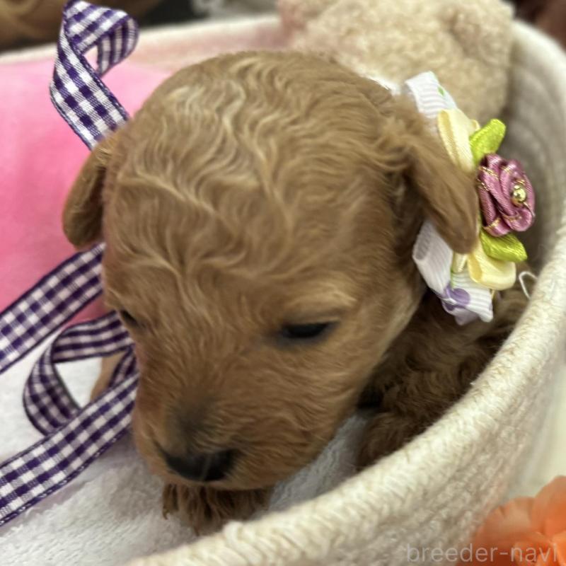 販売中の栃木県のトイプードル-424869の5枚目