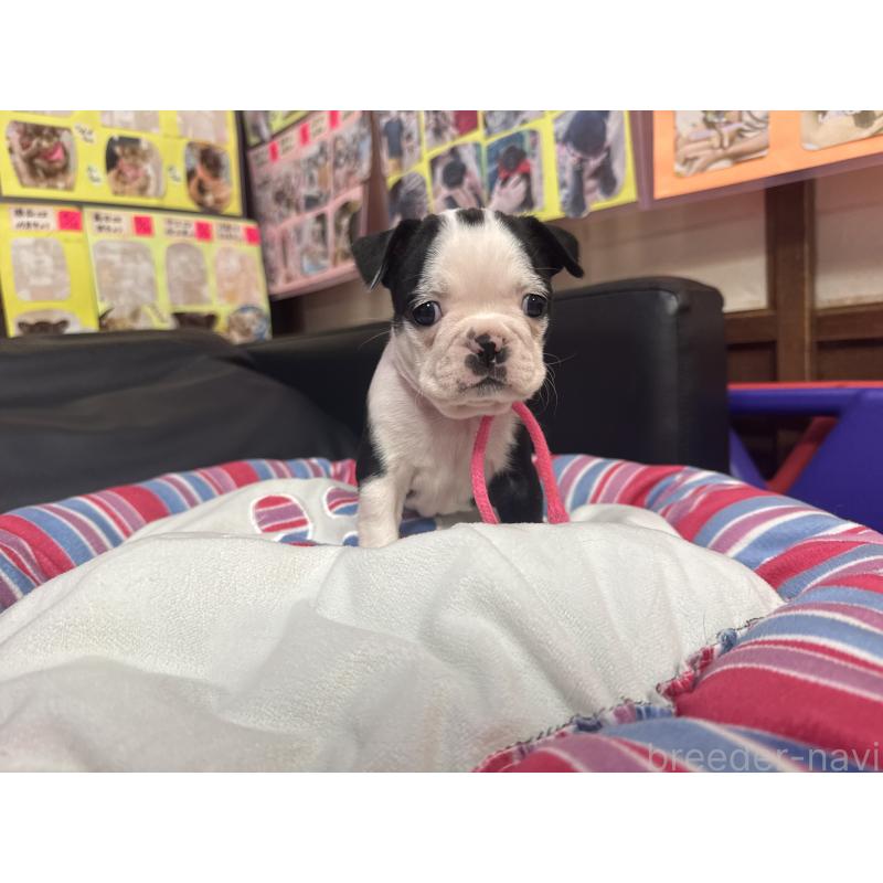 成約済の岐阜県のボストンテリア-420356の7枚目