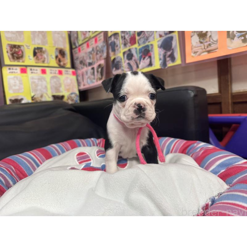 成約済の岐阜県のボストンテリア-420356の6枚目