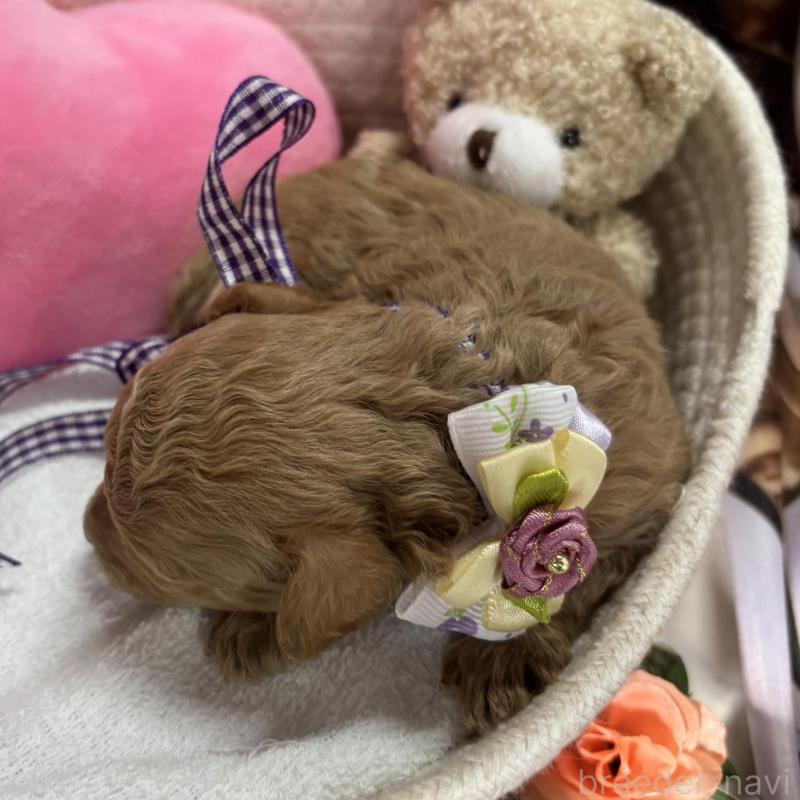 販売中の栃木県のトイプードル-424869の4枚目