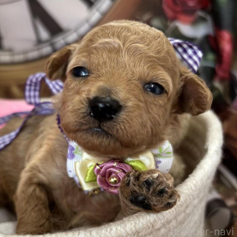 販売中の栃木県のトイプードル-424869