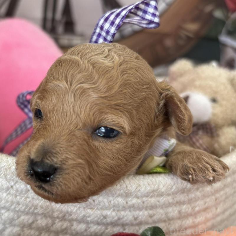 販売中の栃木県のトイプードル-424869の3枚目