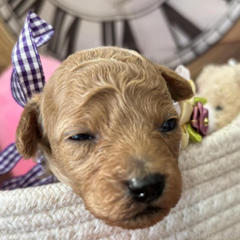 販売中の栃木県のトイプードル-424869の2枚目