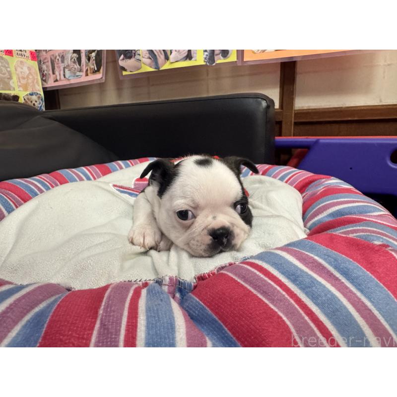 商談中の岐阜県のボストンテリア-417752の6枚目